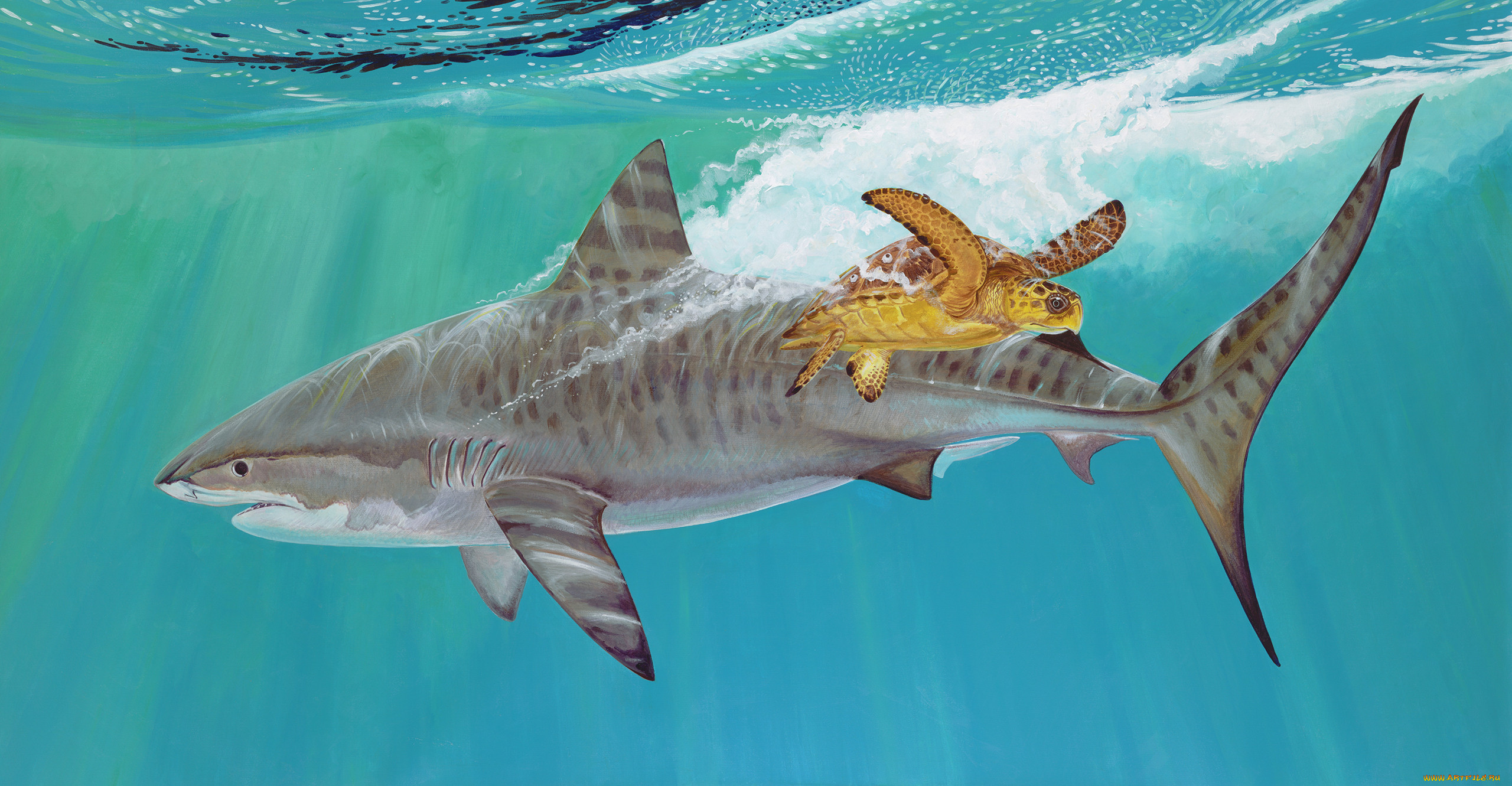 Рыба тигровая акула